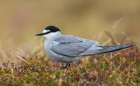 Aleutian tern Landscape Print